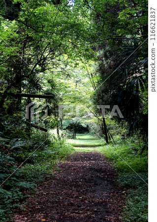 熊本縣阿蘇郡小國町,原國鐵宮原線長廊,沿線風景,清新的綠色森林 熊本縣阿蘇郡小國町,原國鐵宮原線長廊,沿線風景,清新的綠色森林 116621837