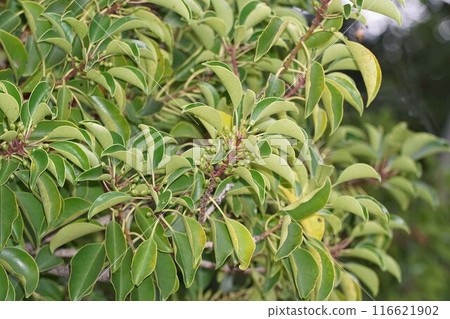 Young fruits of Japanese silverleaf, 2024 116621902