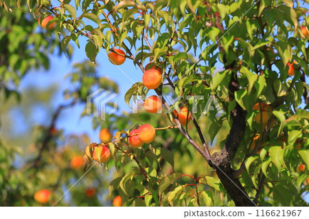 許多成熟的李子果實 許多成熟的李子果實 116621967