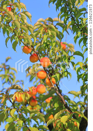 A lot of ripe plums 116621973