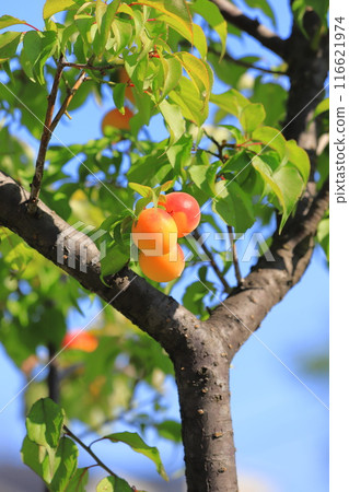 許多成熟的李子果實 116621974