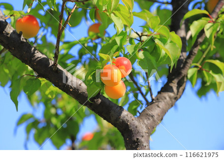 許多成熟的李子果實 許多成熟的李子果實 116621975