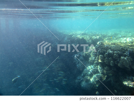 sea fish, coral reef, underwater 116622007