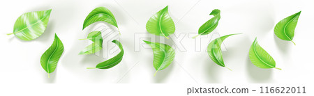 3d falling tea leaves, green mint leaf flying in air render icon set. Realistic curve wave shapes of fresh tree or plant foliage, nature design element isolated on white background. 3D illustration 116622011