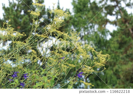 Fennel flower, July 2024 Fennel flower, July 2024 116622218