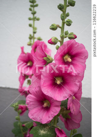 Closeup of pink hollyhock flowers in a garden Closeup of pink hollyhock flowers in a garden 116622219