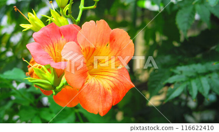 Landscape with flowers of Chinese trumpet vine Landscape with flowers of Chinese trumpet vine 116622410