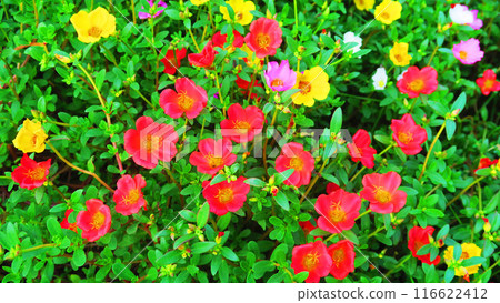 Scenery of portulaca flowers in full bloom 116622412