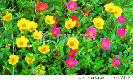 Scenery of portulaca flowers in full bloom 116622430