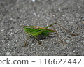 A male grasshopper appeared on the asphalt road 116622442