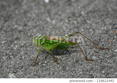 A male grasshopper appeared on the asphalt road 116622442