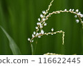 Polygonum serrata flower 116622445
