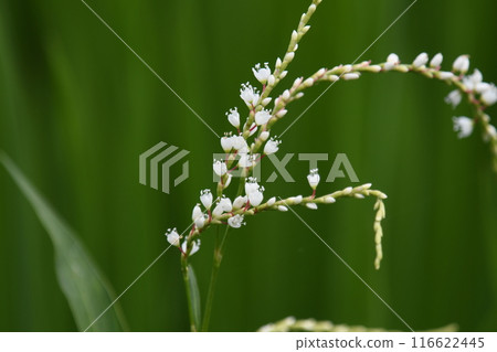 Polygonum serrata flower 116622445