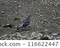 A rock pigeon with beautiful neck feathers 116622447