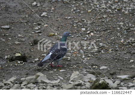 A rock pigeon with beautiful neck feathers 116622447