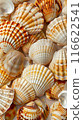 Summer time concept with sea shells and starfish background texture top view. Natural seashells pattern summer design 116622541