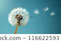 Banner Dandelion on light blue background copy space. Minimalism spring background. Dandelion seeds flying in the blue sky. Useful for spring themes or serenity, joy, freshness concepts. Space for 116622593