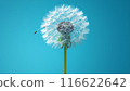 Dandelion on light blue background copy space. Minimalism spring background. Dandelion seeds flying in the blue sky. Useful for spring themes or serenity, joy, freshness concepts. Space for copy. 116622642