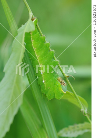Silkworm larvae (Yamamayuga) 116622672