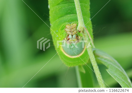 The face of a Yamama moth larva 116622674