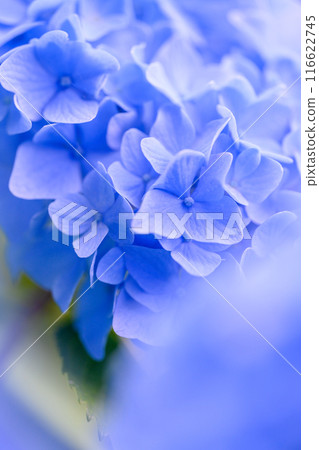 Hydrangea (Nakajima Park in summer)_5433 Hydrangea (Nakajima Park in summer)_5433 116622745