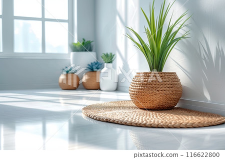Potted plant on a rug in a room with white walls 116622800