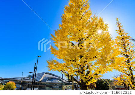 Autumn leaves in front of Sendagaya Station, Shibuya Ward, Tokyo 116622831