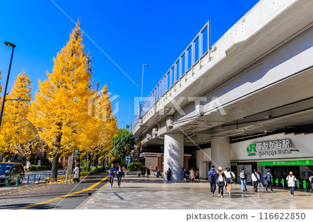 Autumn leaves in front of Sendagaya Station, Shibuya Ward, Tokyo 116622850