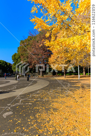 東京澀谷區代代木公園的秋葉 東京澀谷區代代木公園的秋葉 116622859