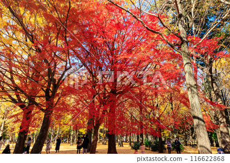 東京澀谷區代代木公園的秋葉 東京澀谷區代代木公園的秋葉 116622868