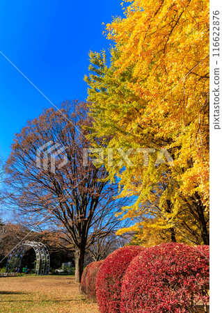 Autumn leaves at Yoyogi Park, Shibuya Ward, Tokyo Autumn leaves at Yoyogi Park, Shibuya Ward, Tokyo 116622876