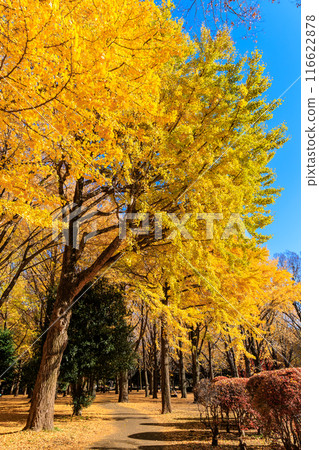 Autumn leaves at Yoyogi Park, Shibuya Ward, Tokyo Autumn leaves at Yoyogi Park, Shibuya Ward, Tokyo 116622878