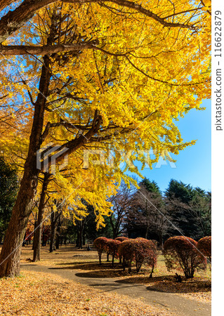 東京澀谷區代代木公園的秋葉 東京澀谷區代代木公園的秋葉 116622879