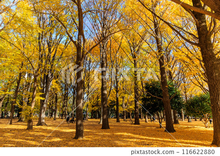 Autumn leaves at Yoyogi Park, Shibuya Ward, Tokyo 116622880