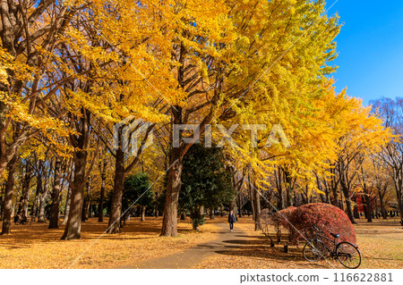 東京澀谷區代代木公園的秋葉 116622881