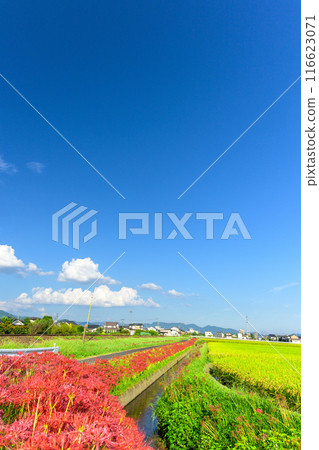 以秋天的天氣為背景,在鄉村綻放的紅蜘蛛百合 JR九州九大本線(浮羽市吉町) 以秋天的天氣為背景,在鄉村綻放的紅蜘蛛百合 JR九州九大本線(浮羽市吉町) 116623071