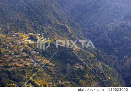 field, paddy, rice 116623090