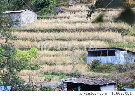 field, hay, paddy 116623091