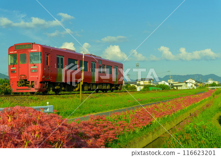 A train and red spider lilies stand out against the beautiful autumn weather in the countryside. JR Kyushu Kyudai Main Line (Yoshii-cho, Ukiha City) 116623201