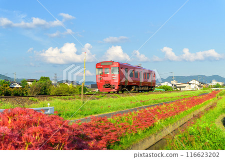 A train and red spider lilies stand out against the beautiful autumn weather in the countryside. JR Kyushu Kyudai Main Line (Yoshii-cho, Ukiha City) 116623202