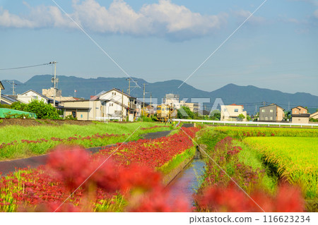 SWEET TRAIN's "A Certain Train" and red spider lilies against the backdrop of beautiful autumn weather, JR Kyushu Kyudai Main Line (Yoshii-cho, Ukiha City) 116623234