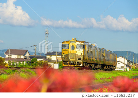 甜蜜的列車「某列列車」和秋天的紅蜘蛛百合花 JR九州九大本線（浮羽市吉町） 116623237