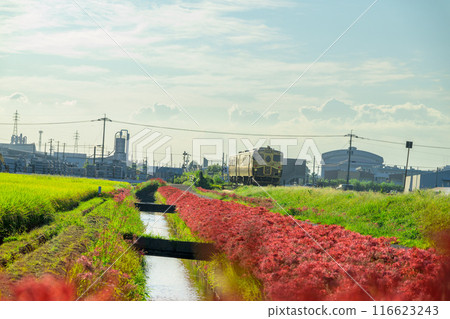甜蜜的列車「某列列車」和秋天的紅蜘蛛百合花 JR九州九大本線(浮羽市吉町) 甜蜜的列車「某列列車」和秋天的紅蜘蛛百合花 JR九州九大本線(浮羽市吉町) 116623243
