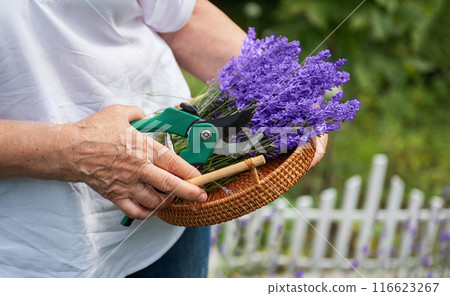 Women's hands cut lavender Women's hands cut lavender 116623267