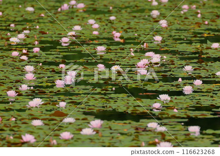 新潟縣南魚沼市小栗山：上野原公園的松池，水面上長滿睡蓮 116623268