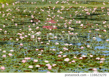 新潟縣南魚沼市小栗山:上野原公園的松池,水面上長滿睡蓮 新潟縣南魚沼市小栗山:上野原公園的松池,水面上長滿睡蓮 116623270