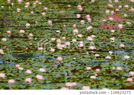 Oguriyama, Minamiuonuma City, Niigata Prefecture: A pine pond in Uenohara Park, a colony of water lilies filling the water surface Oguriyama, Minamiuonuma City, Niigata Prefecture: A pine pond in Uenohara Park, a colony of water lilies filling the water surface 116623273