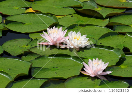 新潟縣南魚沼市小栗山 上原公園松池 填充水面的睡蓮特寫 新潟縣南魚沼市小栗山 上原公園松池 填充水面的睡蓮特寫 116623330