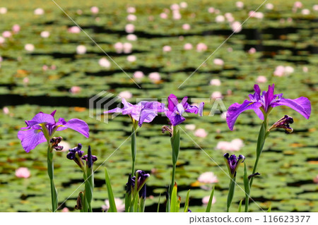 Oguriyama, Minamiuonuma City, Niigata Prefecture, Uenohara Park's pine pond. 116623377