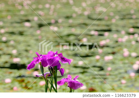 Oguriyama, Minamiuonuma City, Niigata Prefecture, Uenohara Park's pine pond. 116623379